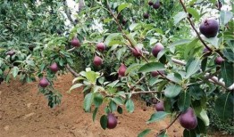 六安第一网红大黑哥 吃瓜爆料短剧吃瓜爆料大赛每日聚集地,吃瓜爆料短剧大赛每日聚集地揭秘